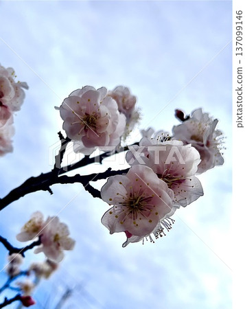 在藍天的李子開花 137099146