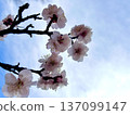 在藍天的李子開花 137099147