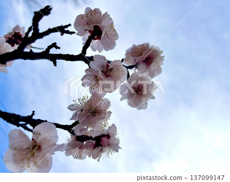 在藍天的李子開花 在藍天的李子開花 137099147