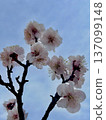 在藍天的李子開花 137099148