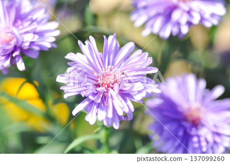 Aster,Heath Aster or Symphyotrichum ericoides L G L Nesom or new England aster or Symphyotrichum ericoides or purple aster 137099260