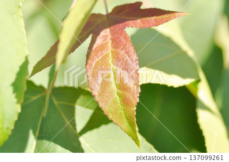 maple leaf, maple leaves or green leaf or Acer saccharum Marsh maple leaf, maple leaves or green leaf or Acer saccharum Marsh 137099261