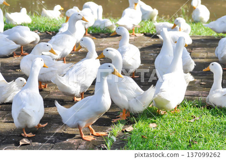 duck or ducks on the farm , farm animal duck or ducks on the farm , farm animal 137099262