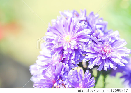 Aster,Heath Aster or Symphyotrichum ericoides L G L Nesom or new England aster or Symphyotrichum ericoides or purple aster Aster,Heath Aster or Symphyotrichum ericoides L G L Nesom or new England aster or Symphyotrichum ericoides or purple aster 137099267
