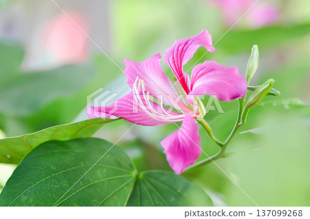 Purple Orchid Tree, Hong Kong Orchid Tree or Purple Bauhinia or Bauhinia purpurea L or pink flower 137099268