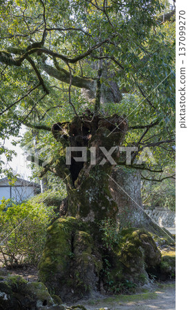Mossy camphor tree 137099270