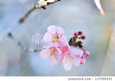 Wild Himalayan Cherry or Wild Himalayan tree or Sour cherry and sky Wild Himalayan Cherry or Wild Himalayan tree or Sour cherry and sky 137099291