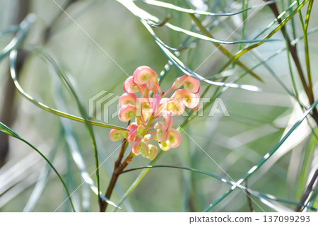 Grevillea, pine or Grevillea Long John or Grevillea R Br ex Knight or grevillea robusta or Grevillea spp or Proteaceae or  silky oak or spider flowers or pink flower 137099293