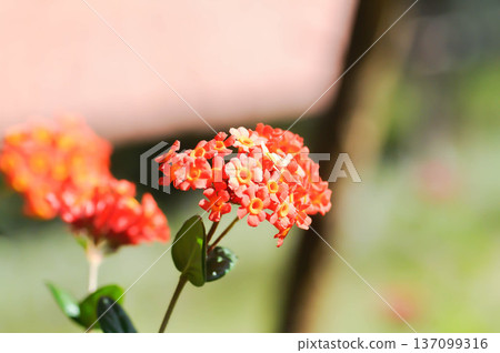 Fragrant Panama Rose, Rondeletia odorata Jacq or Rondoletia odorata or rubiaceae Fragrant Panama Rose, Rondeletia odorata Jacq or Rondoletia odorata or rubiaceae 137099316