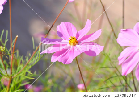 cosmos flower or Mexican aster flower or Cosmos sulphureus Cav or Compositae or Cosmos cosmos flower or Mexican aster flower or Cosmos sulphureus Cav or Compositae or Cosmos 137099317