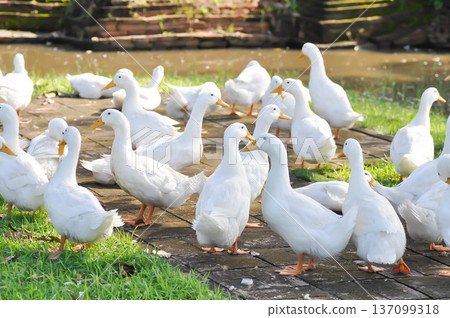 duck or ducks on the farm , farm animal duck or ducks on the farm , farm animal 137099318