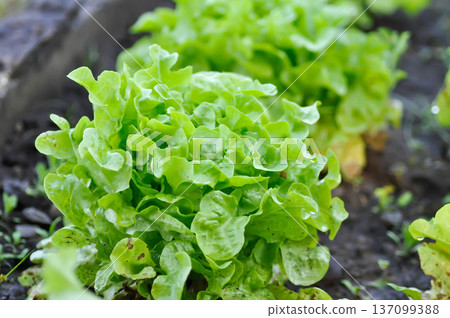 lettuce plant or green oak lettuce in the flower bed or green coral lettuce 137099388