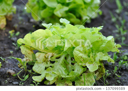 lettuce plant or green oak lettuce in the flower bed or green coral lettuce 137099389