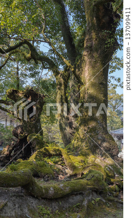 Camphor tree moss-covered roots Camphor tree moss-covered roots 137099411