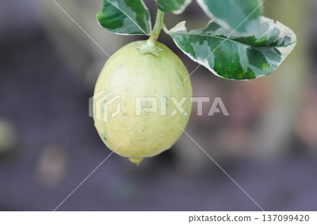 lemon tree or lemon plant , lemon on the tree lemon tree or lemon plant , lemon on the tree 137099420