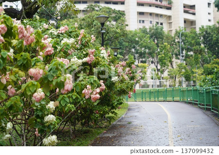 Vibrant Pink and White Mussaenda Flowers Along a Park Path Vibrant Pink and White Mussaenda Flowers Along a Park Path 137099432