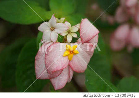 Vibrant Pink Mussaenda Bloom with Raindrops Close-up Vibrant Pink Mussaenda Bloom with Raindrops Close-up 137099433