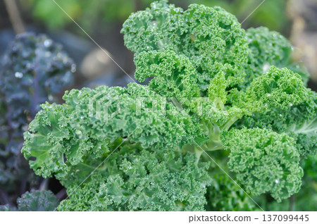 Kale , Brassicaceae or Brassica Oleracea plant or vegetable 137099445