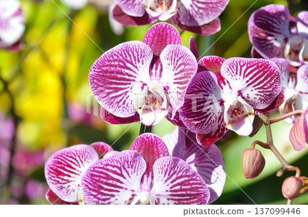 Moon Orchid, moth orchid or Phalaenopsis or Phalaenopsis amabilis or pink and red flower or pink and red orchid Moon Orchid, moth orchid or Phalaenopsis or Phalaenopsis amabilis or pink and red flower or pink and red orchid 137099446