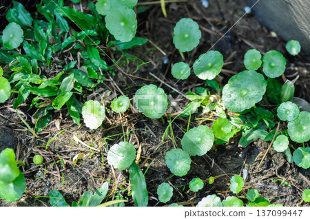 Water Pennywort or Kaempferia rotunda L or ARALIACEAE, Hydrocotyle umbellata or Kaempferia rotunda Water Pennywort or Kaempferia rotunda L or ARALIACEAE, Hydrocotyle umbellata or Kaempferia rotunda 137099447