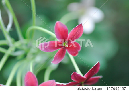 Rangoon Creeper, Chinese honey Suckle or Drunken sailor or Combretum indicum plant or pink flower Rangoon Creeper, Chinese honey Suckle or Drunken sailor or Combretum indicum plant or pink flower 137099467