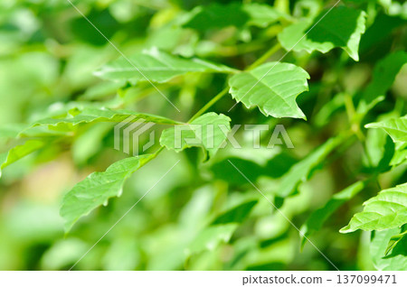 Trumpet vine plant, Yellow bell or Yellow elder plant Trumpet vine plant, Yellow bell or Yellow elder plant 137099471