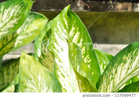 Tropic Snow,araceae or Dieffenbachia amoena or dieffenbachia seguine or Dumb cane or bicolor plant Tropic Snow,araceae or Dieffenbachia amoena or dieffenbachia seguine or Dumb cane or bicolor plant 137099477