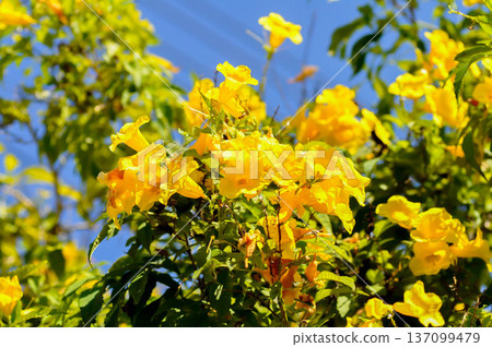 Trumpet vine, Yellow bell or Yellow elder or yellow flower 137099479