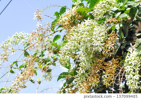 Purple wreath, Queen wreath or Sandpaper vine or Petrea volubilis L or VERBENACEAE 137099485