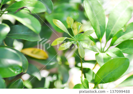Octopus tree, Schefflera actinophylla or Schefflera actinophylla Endl Harms or Umbrella tree or ARALIACEAE Octopus tree, Schefflera actinophylla or Schefflera actinophylla Endl Harms or Umbrella tree or ARALIACEAE 137099488
