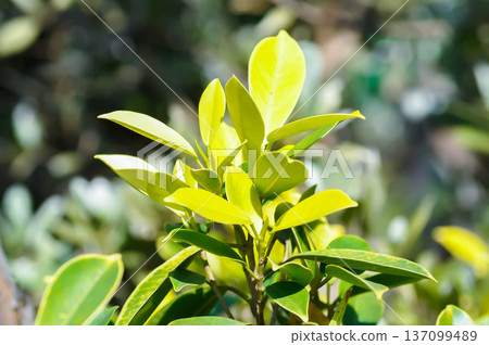 banyan tree or Ficus annulata or ficus bengalensis 137099489