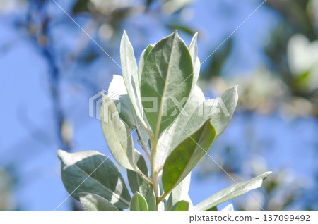 Silver Leaved Buttonwood or combretaceae, Conocarpus erectus var sericeus Fors ex DC or Silver Buttonwood Silver Leaved Buttonwood or combretaceae, Conocarpus erectus var sericeus Fors ex DC or Silver Buttonwood 137099492