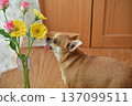 Flowers and Chihuahuas 137099511