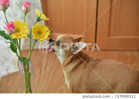 Flowers and Chihuahuas Flowers and Chihuahuas 137099511