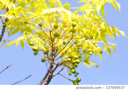 Bastard cedar, Bead tree or Hian or Khian or Krian or Lian or Melia azedarach L or Meliaceae or Persian lilac with fruit or seed 137099537