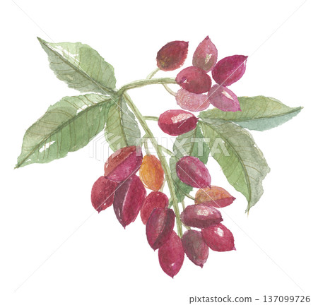 Pistachios painted in watercolor Pistachios painted in watercolor 137099726