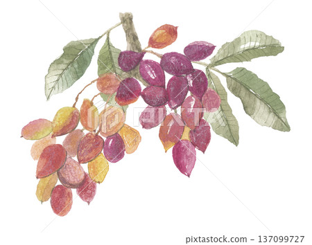 Pistachios painted in watercolor Pistachios painted in watercolor 137099727