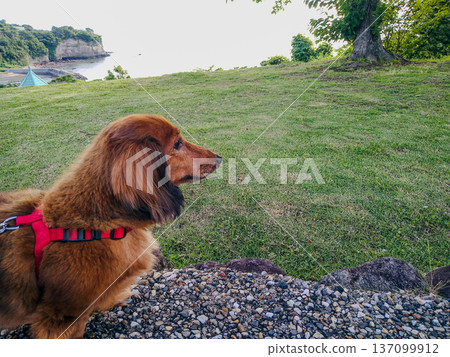 一隻老臘腸犬沿著海灘散步，眺望著大海。 137099912