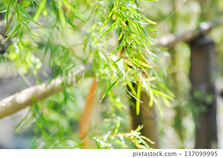 Salix babylonica var or pekinensis or Pendula or Weeping Willow or Salix babylonica L, SALICACEAE 137099995
