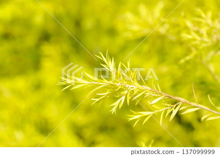 Golden willow, Melaleuca bracteata F Muell Revolution Gold or MYRTACEAE 137099999