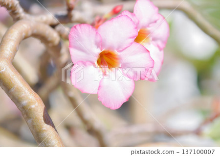 Desert rose, APOCYACEAE or Adenium obesum or Mock Azalea or Pinkbignonia or Impala lily 137100007