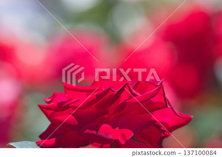 一朵紅玫瑰 137100084