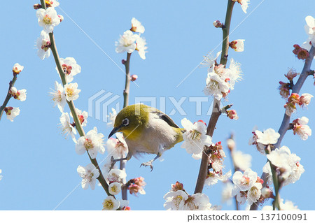一隻日本繡眼鳥在梅花上尋找花蜜 一隻日本繡眼鳥在梅花上尋找花蜜 137100091
