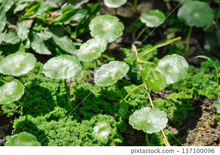 Water Pennywort or Kaempferia rotunda L or ARALIACEAE, Hydrocotyle umbellata or Kaempferia rotunda Water Pennywort or Kaempferia rotunda L or ARALIACEAE, Hydrocotyle umbellata or Kaempferia rotunda 137100096