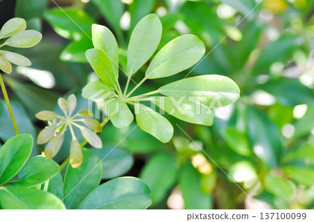 Octopus tree, Schefflera actinophylla or Schefflera actinophylla Endl Harms or Umbrella tree or ARALIACEAE 137100099
