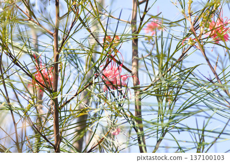 Grevillea, pine or Grevillea Long John or Grevillea R Br ex Knight or grevillea robusta or Grevillea spp or Proteaceae or silky oak or spider flowers or pink flower Grevillea, pine or Grevillea Long John or Grevillea R Br ex Knight or grevillea robusta or Grevillea spp or Proteaceae or silky oak or spider flowers or pink flower 137100103