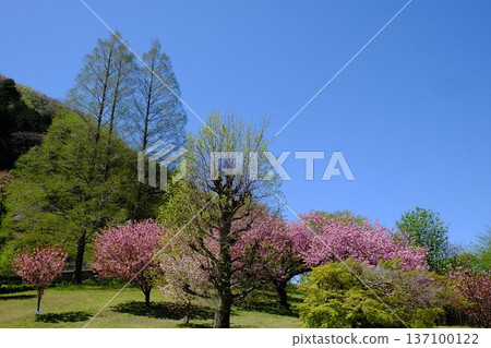 Metasequoias, double cherry blossoms, and other trees with the mountains in the background [Tsukui, Sagamihara City, April] 137100122