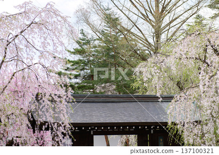 春日里，秋田縣角館武士宅邸街上，垂枝櫻花盛開，卡巴札久博物館內。 137100321