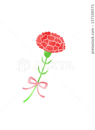 Illustration of red carnation Illustration of red carnation 137100571