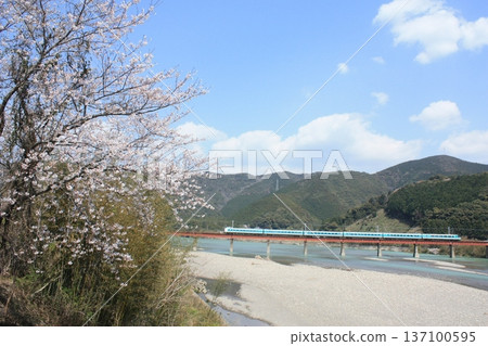381次黑潮特快列車駛過鐵路橋，河畔櫻花盛開。 137100595